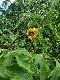 Tithonia diversifolia image