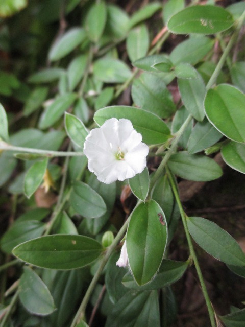 Convolvulaceae image