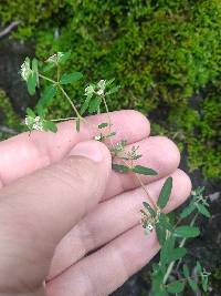 Euphorbia lasiocarpa image