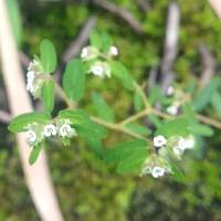 Euphorbia lasiocarpa image