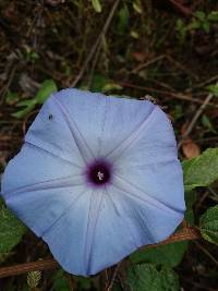 Ipomoea regnellii image