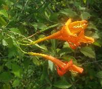 Bignonia longiflora image