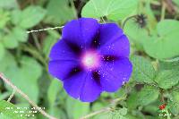 Ipomoea purpurea image