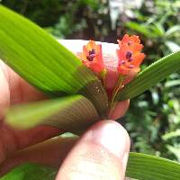 Bomarea distichifolia image