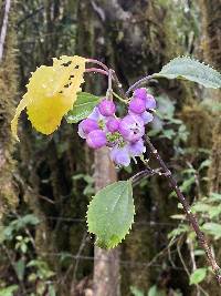 Axinaea wurdackii image