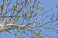 Cochlospermum vitifolium image