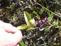 Gaultheria erecta image