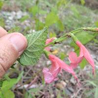 Salvia squalens image