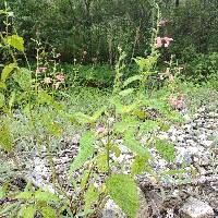 Salvia squalens image