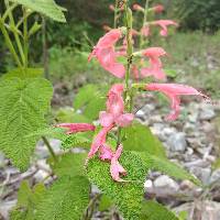 Salvia squalens image