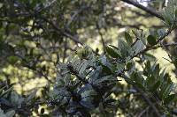 Macleania salapa image