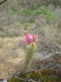 Borzicactus icosagonus image