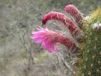 Borzicactus icosagonus image