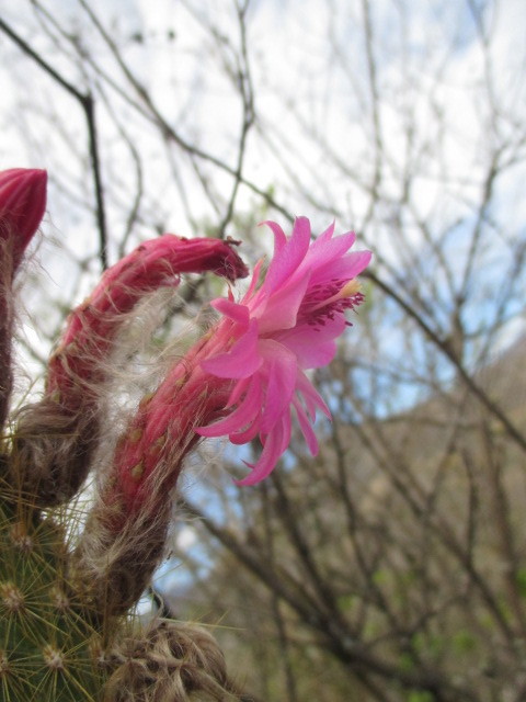 Borzicactus icosagonus image