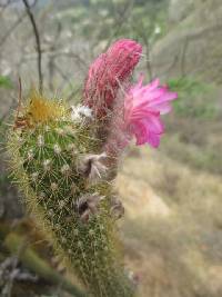 Borzicactus icosagonus image