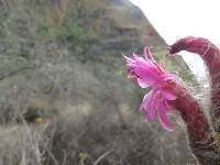 Borzicactus icosagonus image