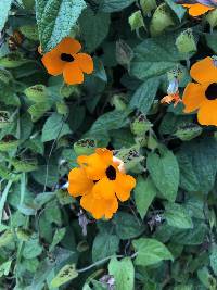 Thunbergia alata image