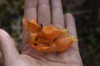 Columnea strigosa image