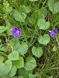 Ipomoea purpurea image