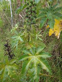 Ricinus communis image