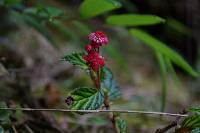 Begonia urticae image