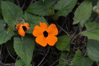 Thunbergia alata image