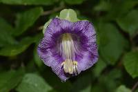 Cobaea scandens image