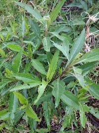 Baccharis latifolia image