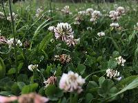 Trifolium repens image