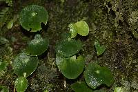 Peperomia tropeoloides image