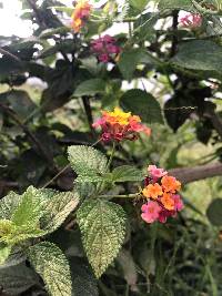 Lantana camara image