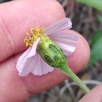 Tridax angustifolia image