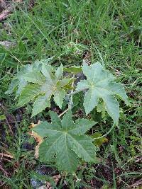 Ricinus communis image