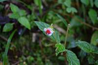 Begonia urticae image