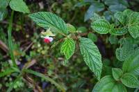 Begonia urticae image