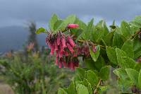 Macleania salapa image