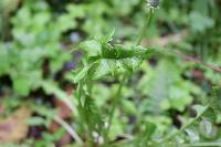 Taraxacum officinale image