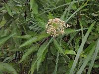 Baccharis latifolia image