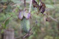 Cobaea scandens image