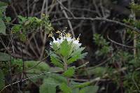 Cantua quercifolia image