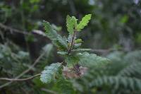 Cantua quercifolia image