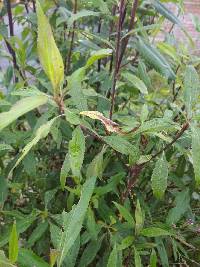 Baccharis latifolia image