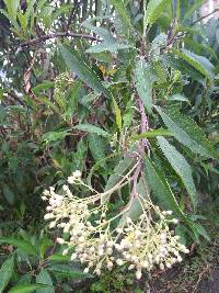 Baccharis latifolia image