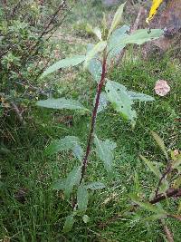 Baccharis latifolia image