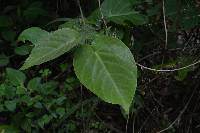 Passiflora ligularis image