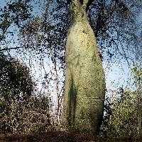 Ceiba trischistandra image