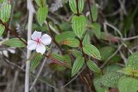 Monochaetum lineatum image