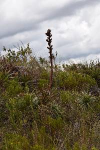 Image of Puya parviflora