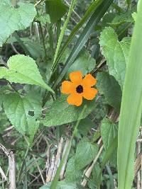 Thunbergia alata image