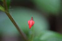 Viola arguta image